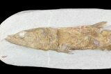 Detailed & D Fossil Fish - Goulmima, Morocco #72854-1